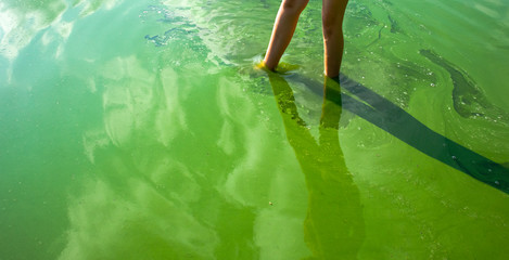 Wall Mural - Child feet and bright green water. Waterbodies pollution by blooming blue-green algae (Cyanobacteria) is world environmental problem. Ecology concept of polluted nature.