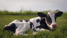 Authentic Shot Of Ecologically Grown Newborn Calf Used For Biological Milk Products Industry Is Lying On A Green Lawn Of A Countryside Farm With A Sun Shining.
