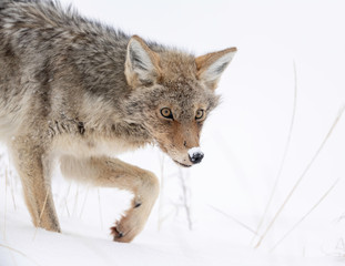 Wall Mural - Coyote in Winter - Yellowstone National Park