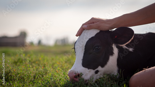 Fotomural Authentic close up shot of young woman farmer hand is caressing an ecologically grown newborn calf used for biological milk products industry on a green lawn of a countryside farm with a sun shining