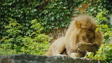 Big Male Lion Resting And Carefully Washing