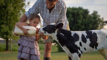 Authentic Shot Of Young Farmer Father Is Showing To His Little Daughter How To Feed From The Bottle With Dummy A Newborn Calf Used For Biological Milk Products Industry On A Farmland.