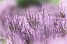 Beautiful Purple Flowering Heath/moor/heather/calluna Vulgaris