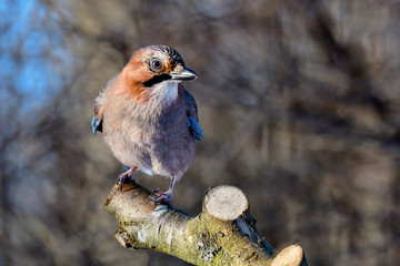 Poster - Eurasian jay