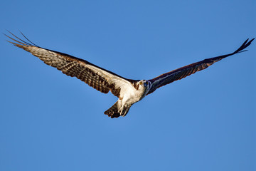 Canvas Print - Osprey searching for a meal at dawn.