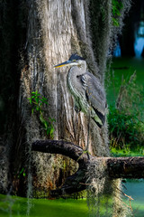 Poster - Great Blue Heron is resting in it's habitat.