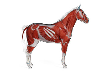 Wall Mural - 3d rendered medically accurate illustration of a horses muscle anatomy