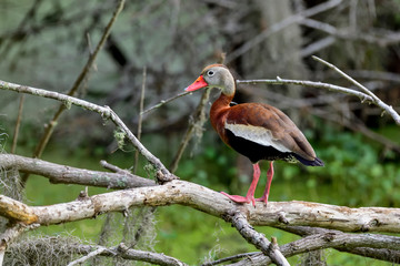 Wall Mural - black-bellied whistling-duck