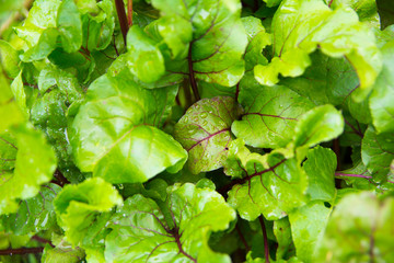 head of cabbage on a bed top view texture background