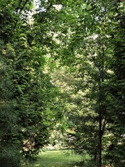 Poster - green tree in the forest