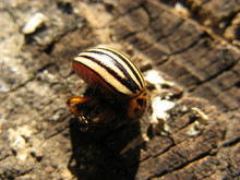 Colorado Potato Beetle Is Lying On The Stump