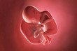 3d rendered medically accurate illustration of a fetus at week 27