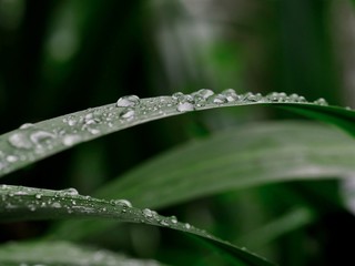 Canvas Print - Rain drops on a Reed