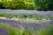 Oasis of mixed wildflowers including red poppies in a field of lavender