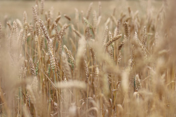 Golden spikelets of wheat. Summer harvest