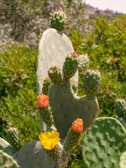 Opuntia cactus closeup