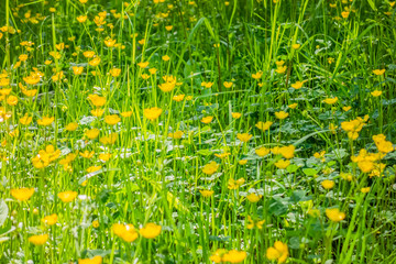 Wall Mural - wildflower meadow