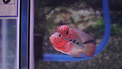 Wall Mural - Louhan flowerhorn