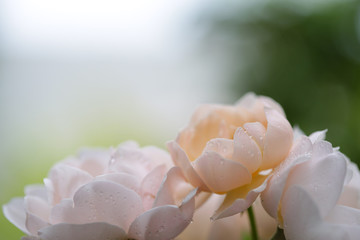 Wall Mural - Soft pink old rose flower front view delicate close up  