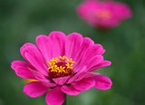 Fototapeta Storczyk - Różowy kwiat