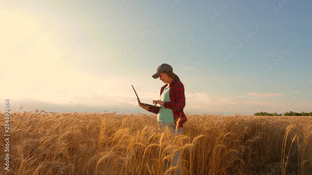 Farmer girl works with a tablet in wheat field, plans a grain crop. agriculture concept. Woman agronomist studies wheat crop in field. entrepreneur in the field of planning his income. - obrazy, fototapety, plakaty 