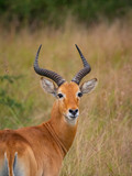 Fototapeta Sawanna - Impala in Queen Elizabeth National Park, Uganda