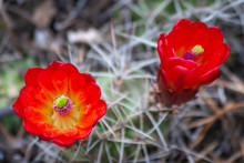 Two Red Desert Claret Cup Cactus Blossoming In The Springtime