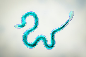 Wall Mural - Brugia malayi, a roundworm nematode, one of the causative agents of lymphatic filariasis, 3D illustration showing presence of sheath around the worm and two non-continous nuclei in the tail tip