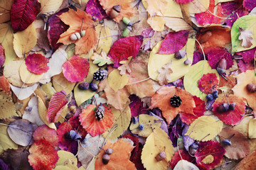 autumn leaves with water drops