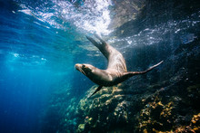 Galapagos Sea Lion Swimming Undersea