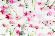 Beautiful Flowers Composition. Pink Cosmos Flowers On White Background. Flat Lay, Top View, Copy Space