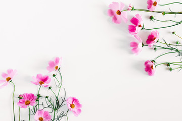 Beautiful flowers composition. Pink cosmos flowers on white background. Flat lay, top view, copy space