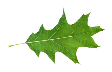 Wall Mural - back side of natural green leaf of red oak tree