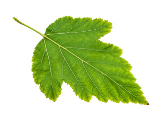 Wall Mural - back side of natural green leaf of ninebark