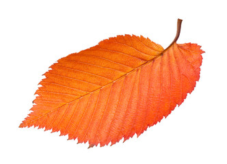 Wall Mural - fallen orange leaf of elm tree cutout on white