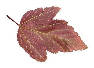 Wall Mural - back side of red ninebark (physocarpus) leaf