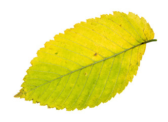 Wall Mural - fallen yellow and green leaf of elm tree cutout