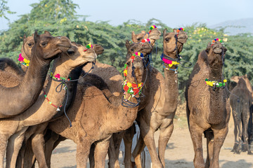 Wall Mural - Camels in desert Thar during Pushkar Camel Fair, Rajasthan, India