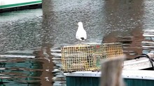 Seagull Standing On A Lobster Trap On A Fishing Boat 