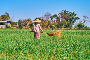 Canvas Print - Explore farmalands of Myanmar