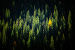 © Tandem Stock - Scenic view of pine trees in San Juan National Forest