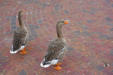 View Of A Grey Domestic Goose With Orange Beak On The Street In Chestertown, Maryland