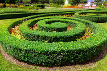 Spiral Hedge Of Boxwood Landscape Design  In A Flower Bed With Flowers On A Sunny Summer Day On Garden.