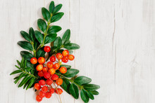 Christmas Floral Element For Decoration In The Festive Background For The New Year Red Berries And Green Twigs
