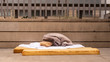 homeless area bed mattress bed on street barcelona spain refugee