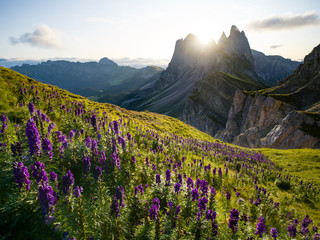 Wall Mural - beautiful rugged seceda mountain range at sunrise in south tyrol, italy