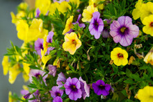 Hanging Basket Of Peturnia's In The Summer; Bright Purple And Yellow Petunia Flowers Bloom Cheerfully