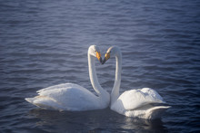 Two Swans In Love Swim Beautifully On A Winter Lake. "Lebedinyj" Swan Nature Reserve, "Svetloye" Lake, Urozhaynoye Village, Sovetsky District, Altai Region, Russia