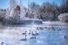 View Of The Winter Lake With Swans. "Lebedinyj" Swan Nature Reserve, "Svetloye" Lake, Urozhaynoye Village, Sovetsky District, Altai Region, Russia