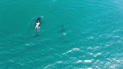 Wall Mural - Group of Killer whales Orcinus orca traveling in blue ocean water, wildlife aerial shot, natural background